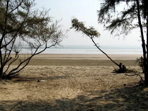Beach through Casuarina trees near the estuary